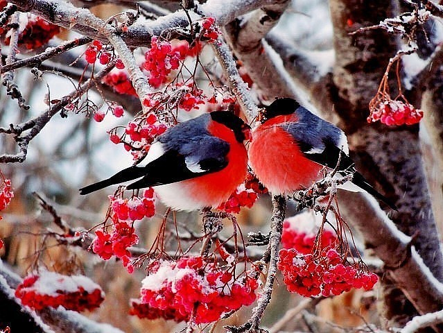 птахи, сніг, Україна